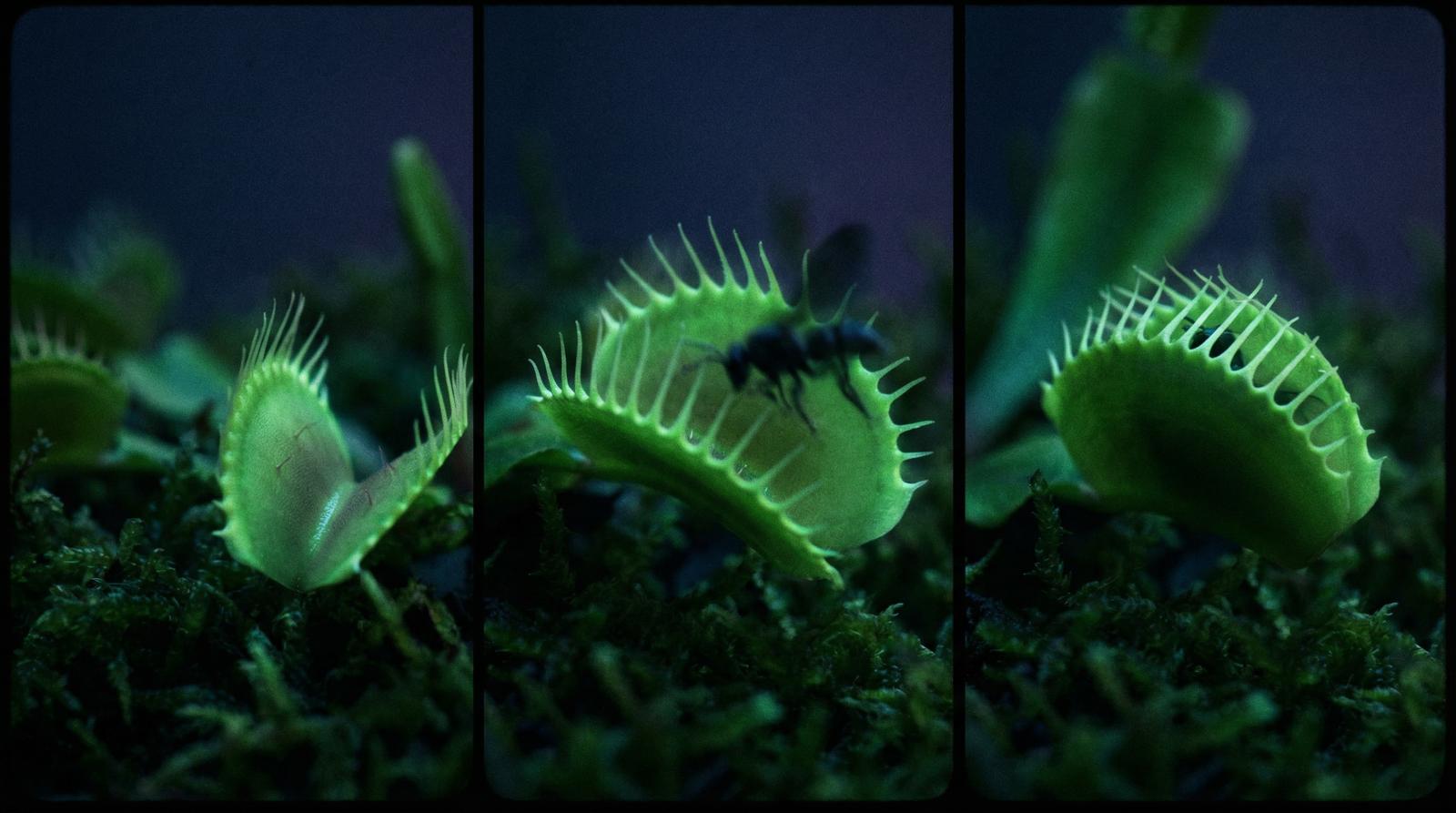 国产视频捕蝇草视频